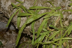 Pinguicula longifolia