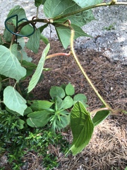 Actinidiaceae