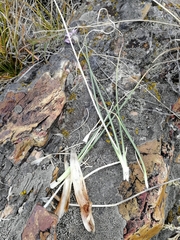Allium cretaceum