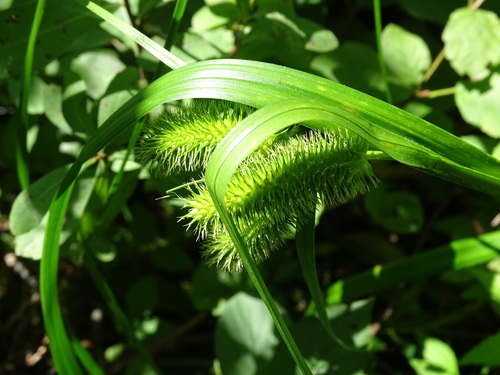 longhair sedge (Carex comosa)
