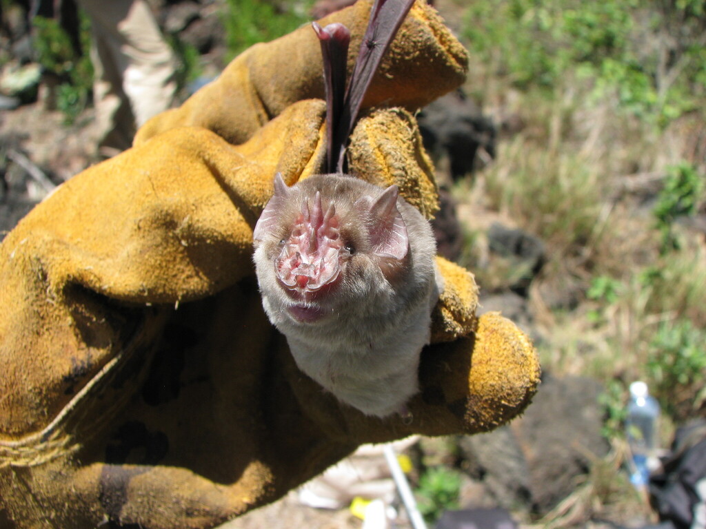 Persian Trident Bat
