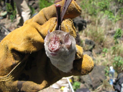 Persian Trident Bat (Triaenops persicus) — Least Concern Mammalia