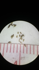 Eleocharis microcarpa