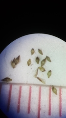 Eleocharis microcarpa