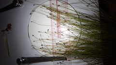 Eleocharis microcarpa