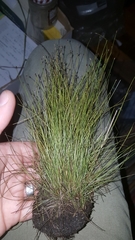 Eleocharis microcarpa