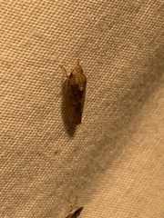 Ponana quadralaba