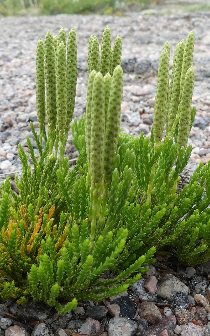Diphasiastrum sabinifolium (Willd.) Holub