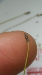 Eleocharis microcarpa