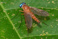 Tabanomorpha