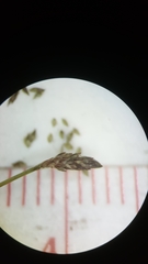 Eleocharis microcarpa