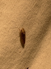 Ponana quadralaba