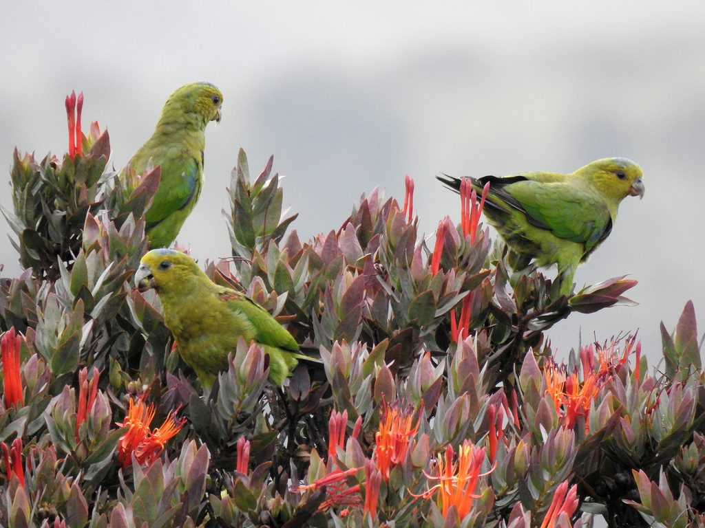 Fuertes's Parrot