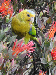 Fuertes's Parrot photo 5