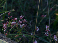 Asperula aristata