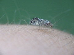 Lichenomima sparsa