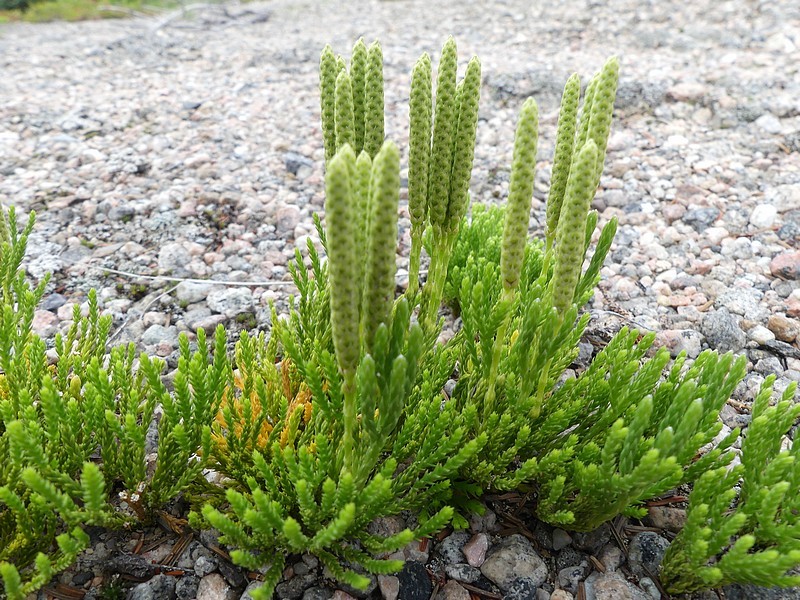 Diphasiastrum sabinifolium (Willd.) Holub