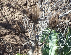 Berkheya carlinoides