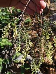 Struthiola leptantha