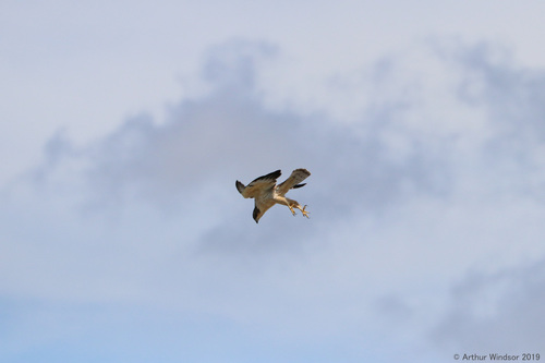 Short-tailed Hawk (Buteo brachyurus)