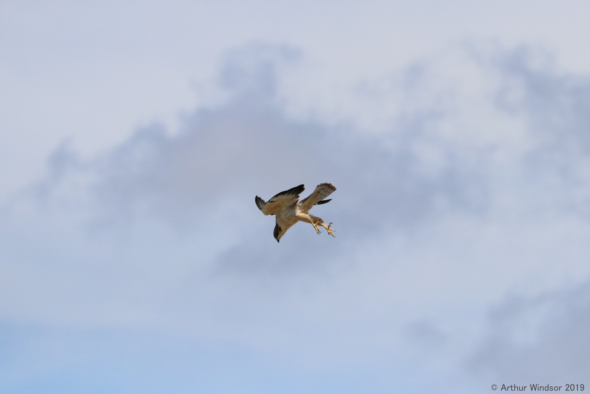 Short-tailed Hawk illustration