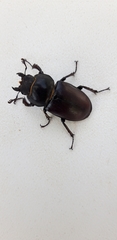 Lucanus
