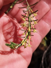 Struthiola leptantha