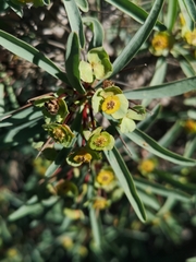 Euphorbia loricata