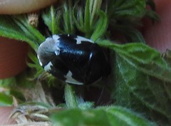 Tritomegas sexmaculatus