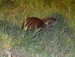 Myocastor coypus