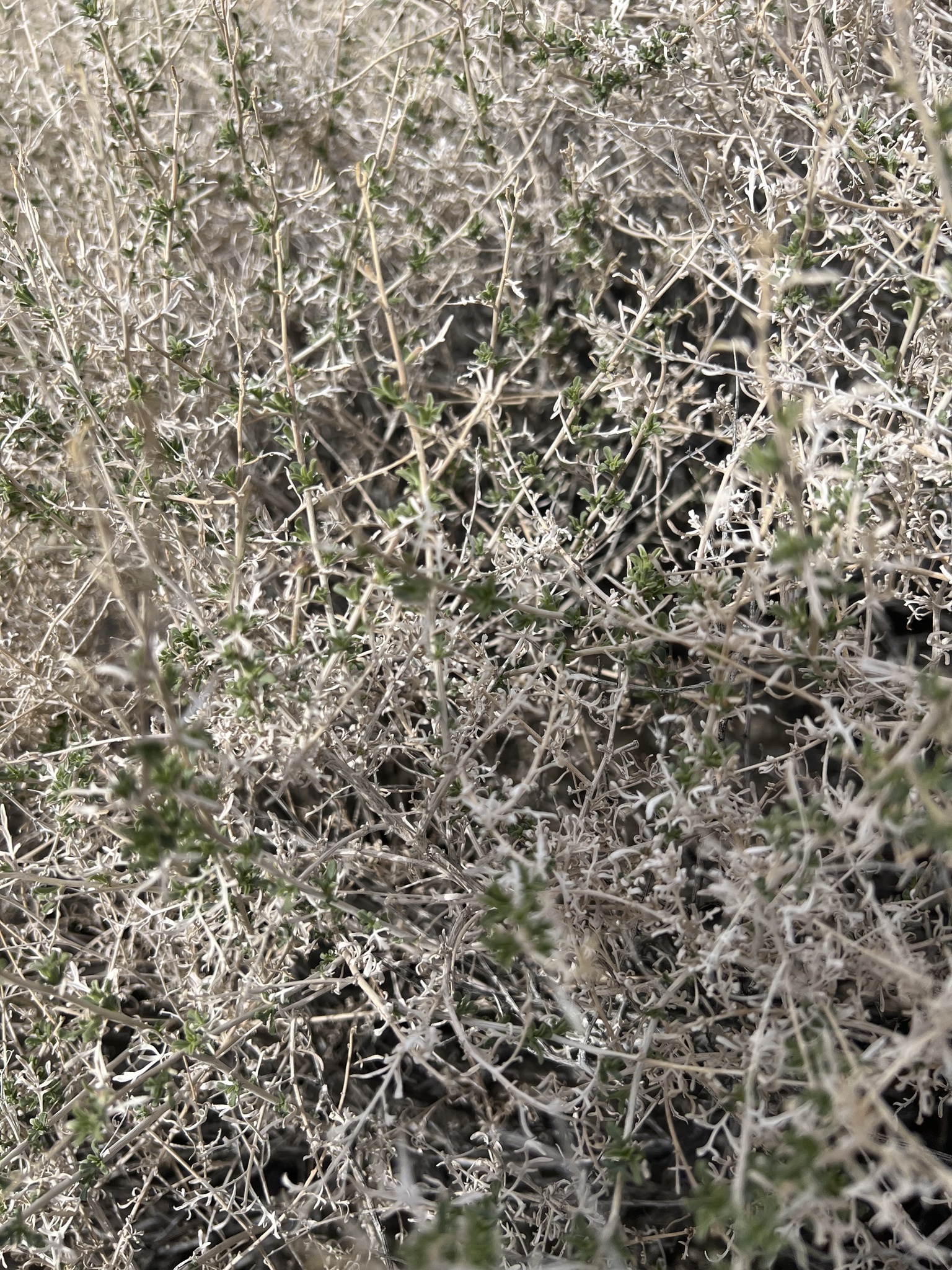 Salsola × gobicola Iljin 3