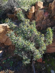 Euphorbia loricata