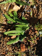 Sparaxis grandiflora