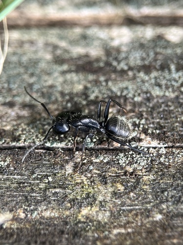 Hairy Carpenter Ant, Streek-Graaf Kempen, Kasterlee, Antwerp, BE, photo 7 of 10