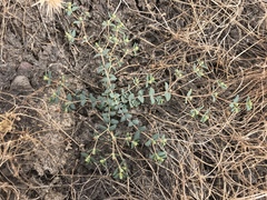 Euphorbia ocellata ocellata