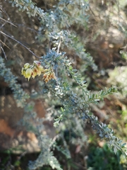 Wiborgia sericea