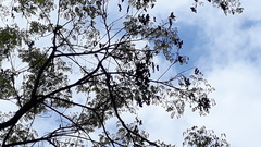 Adenanthera