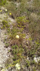 Cephalaria coriacea