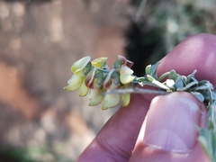 Wiborgia sericea