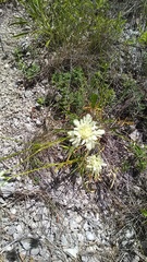 Cephalaria coriacea