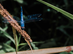 Brachydiplax sobrina