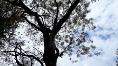 Adenanthera