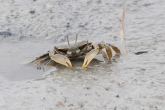 Macrophthalmus japonicus