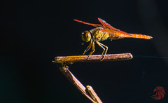 Brachythemis contaminata