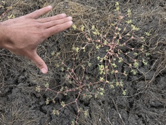 Euphorbia ocellata ocellata