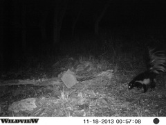 Mephitis macroura milleri