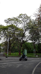 Adenanthera