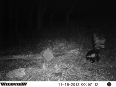 Mephitis macroura milleri