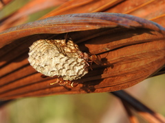 Polistes africanus