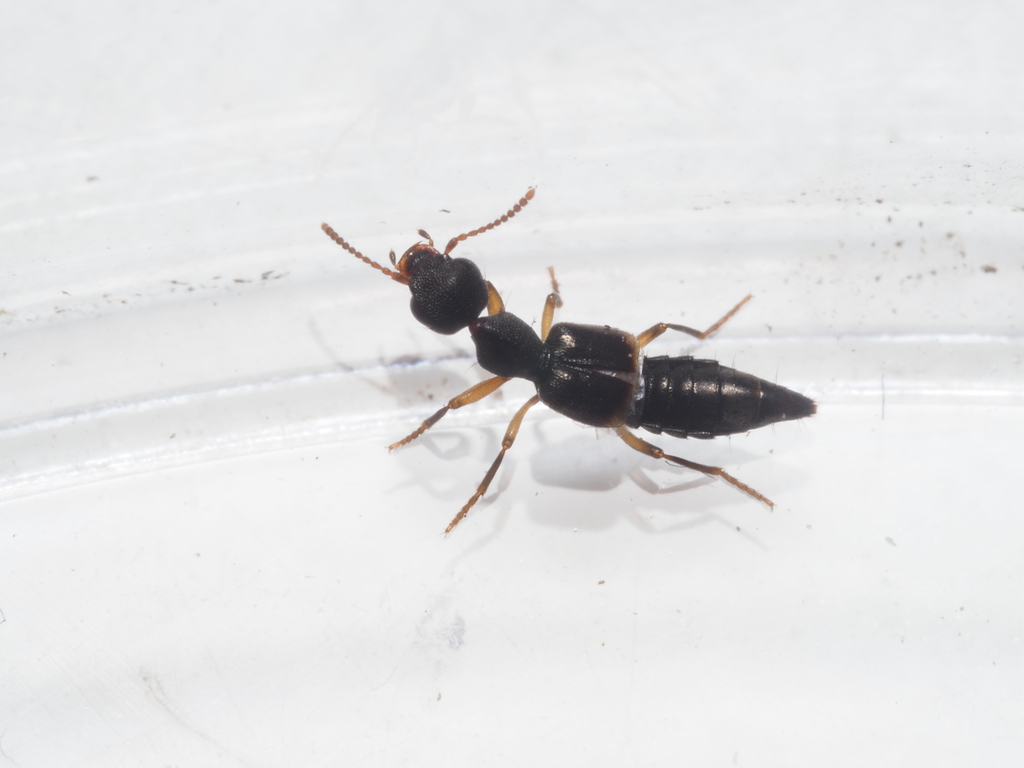 Rugilus geniculatus